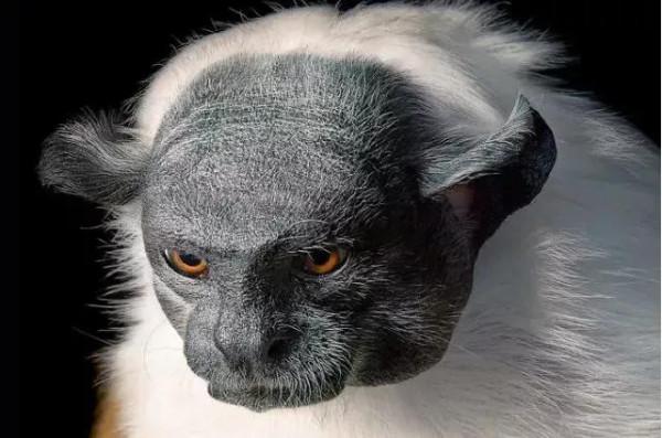 美麗奇趣動物世界，你認識幾種呢？