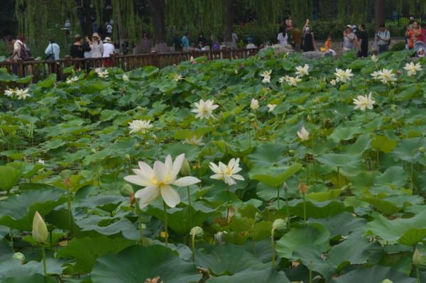 極目望遠（組詩）陝西 張新貴