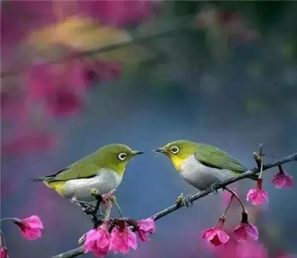 分享圖片心心相惜，不離不棄的鳥精靈