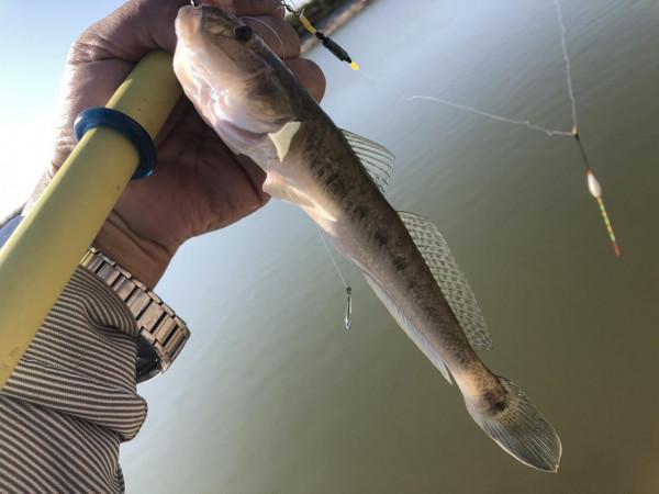 今年的楞巴魚咬口季，我還是溜達釣，這一箱子魚獲真過癮