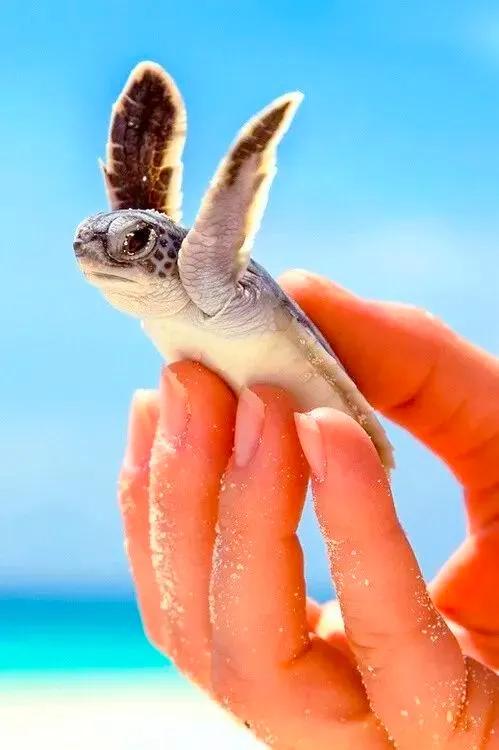 分享：抓拍動物精彩瞬間，驚豔絕倫，實為罕見