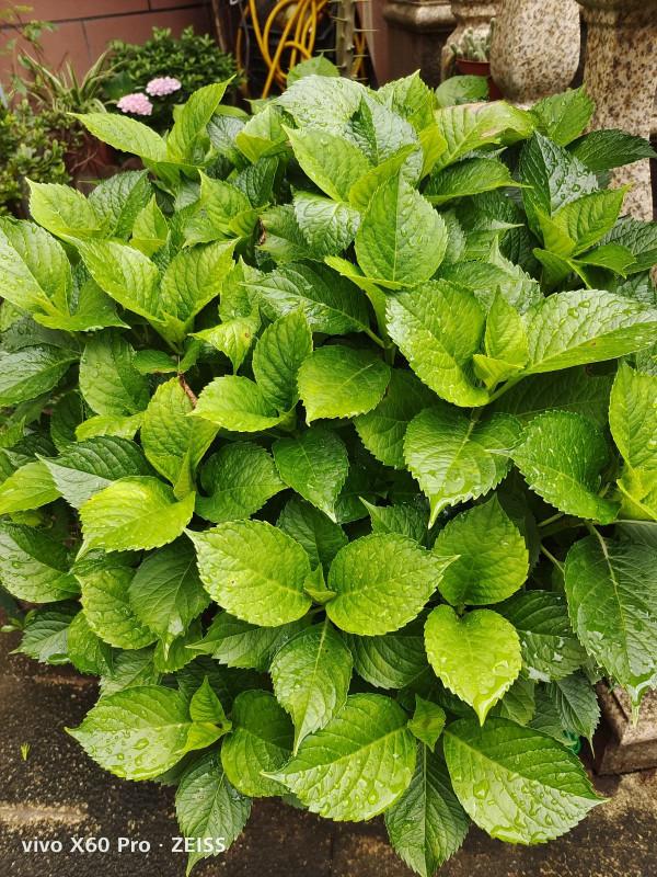 植物會打&OpenCurlyDoubleQuote;暗語&rdquo;，讀懂這2個&OpenCurlyDoubleQuote;暗語&rdquo;，才能把花養的根壯葉肥