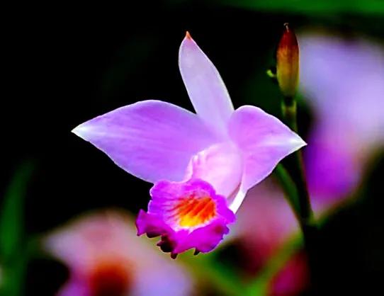 竹葉蘭-植株較大，花色鮮豔，花型像美麗的卡特蘭，且有香味