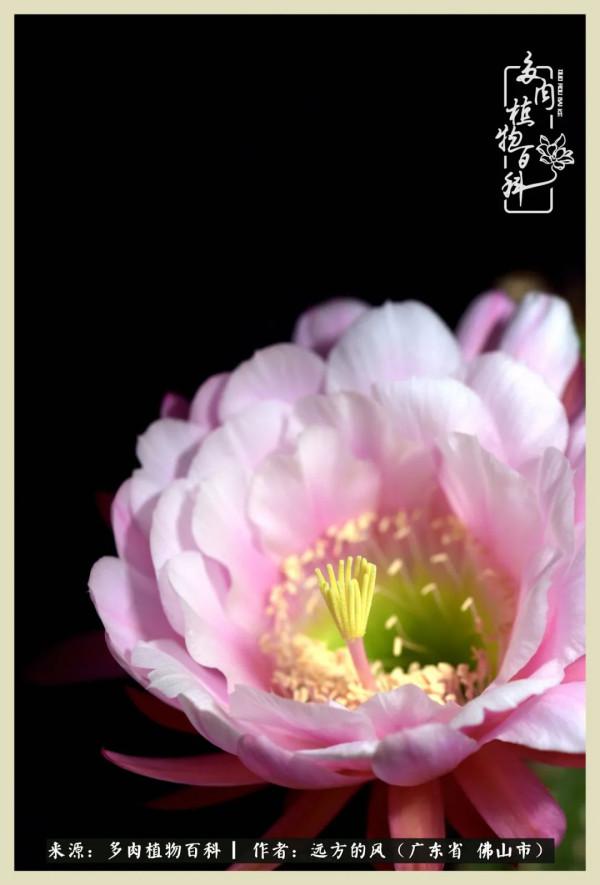 我若盛開，蝴蝶愛來不來