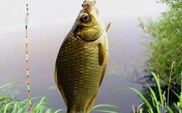 初春用蚯蚓野釣,做到這四點,釣到大斤鯽一點都不難 初春用蚯蚓野釣,做到這四點,釣到大斤鯽一點都不難