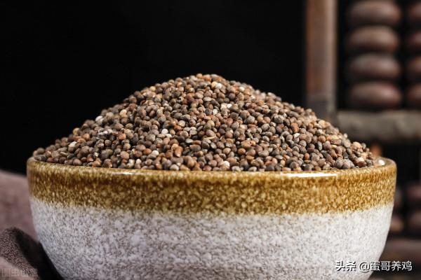 老獸醫：紫蘇全身上下都是寶，這樣用價值高，解決養雞人3大煩惱