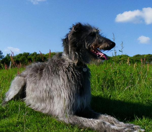 狗狗品種介紹大全！我們應該怎麼挑選適合自己的狗狗？