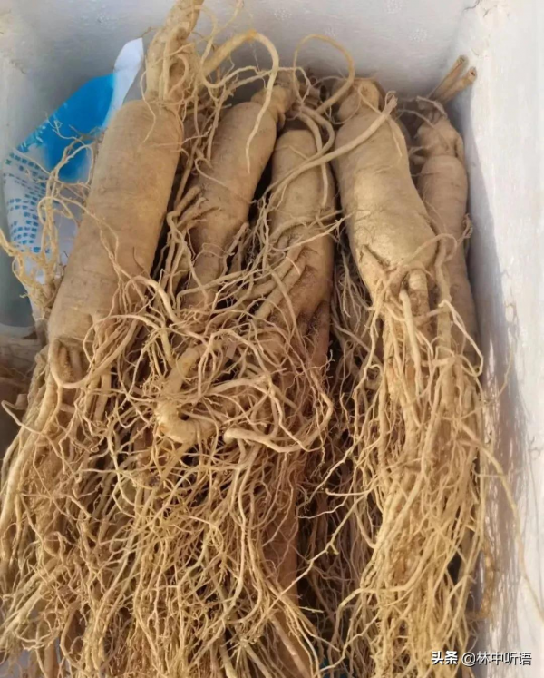 半日酸菜豬肉燉粉條!暴雪即將封山,山東女婿難捨的東北情結 半日酸菜豬肉燉粉條!暴雪即將封山,山東女婿難捨的東北情結