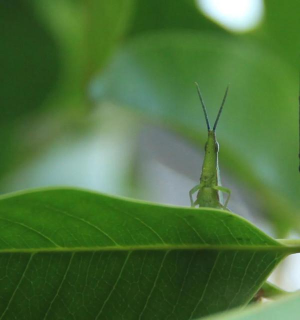 蟲蟲世界，分享一組蟲子照片
