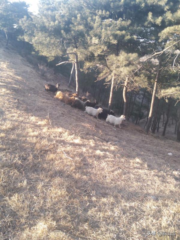 冬至驢行泰山之黃石崖，老平臺，映霞峰，桃花峪東西穿越