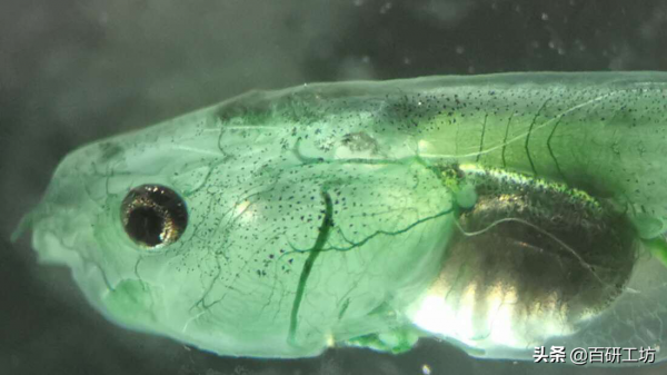 科學家用藻類填充蝌蚪的大腦後,它們可以在沒有呼吸的情況下生存 科學家用藻類填充蝌蚪的大腦後,它們可以在沒有呼吸的情況下生存