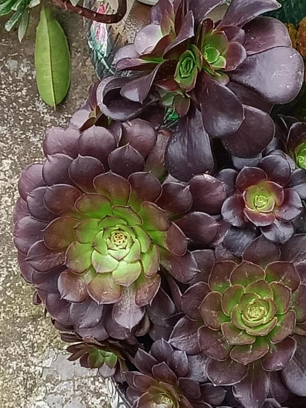 紅紅火火過年的肉肉