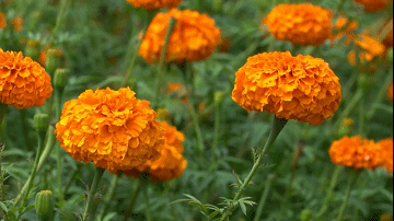 曾在野外滅絕百年,如今在雲南深山怒放!這些美麗又瀕危的花,你認識幾種? 曾在野外滅絕百年,如今在雲南深山怒放!這些美麗又瀕危的花,你認識幾種?