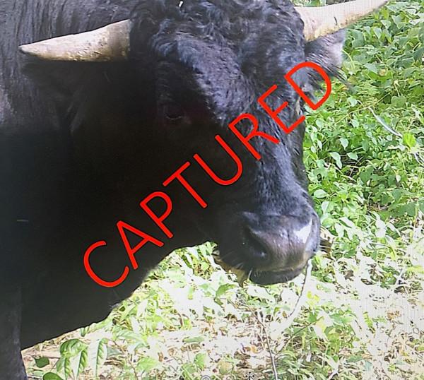 美國一頭牛逃出屠宰場，警察追捕8個月，結果整個小鎮都愛上它了