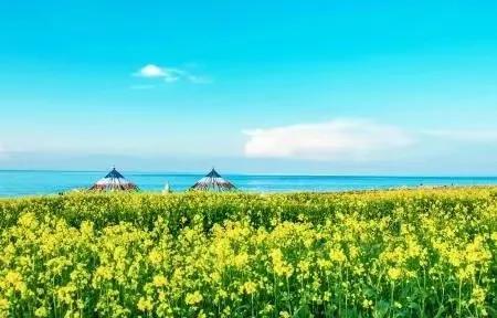 分享圖片&mdash;&mdash;美麗的油菜花集錦