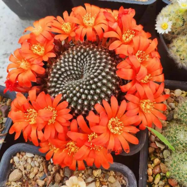 花開富貴，欣賞仙人球子孫球開花