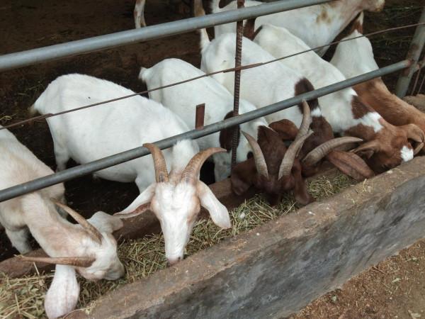 農村小養殖戶，養羊規模保持在多少隻，能使收益最大化？