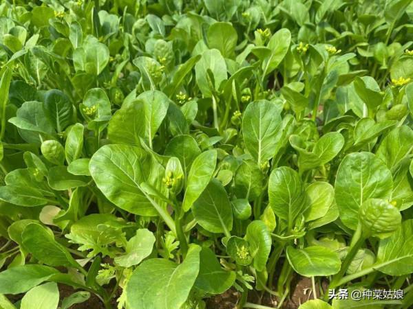 種菜到底能不能用尿素?掌握這些使用方法,肥效好,菜也好 種菜到底能不能用尿素?掌握這些使用方法,肥效好,菜也好