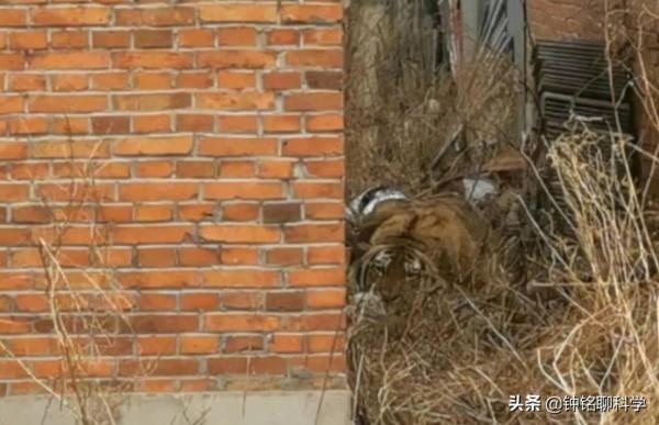 6個月前，誤入村莊的完達山一號找老婆了嗎？雄虎找老婆有多難？