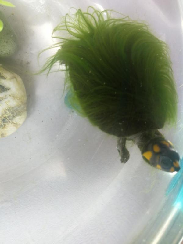 我家養了一隻&OpenCurlyDoubleQuote;綠毛龜&rdquo;