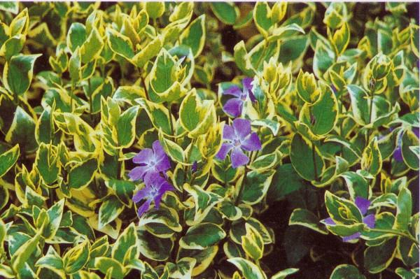 優良的地被植物—長春蔓可用植物非試管高效快繁技術快繁