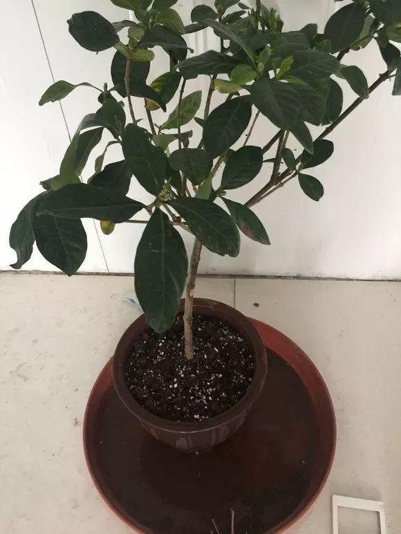 5種&OpenCurlyDoubleQuote;貴氣花&rdquo;，正月大降價，花市逛一圈，撿漏一大堆