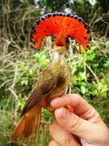 分享—奇特的動物(一) 分享—奇特的動物(一)