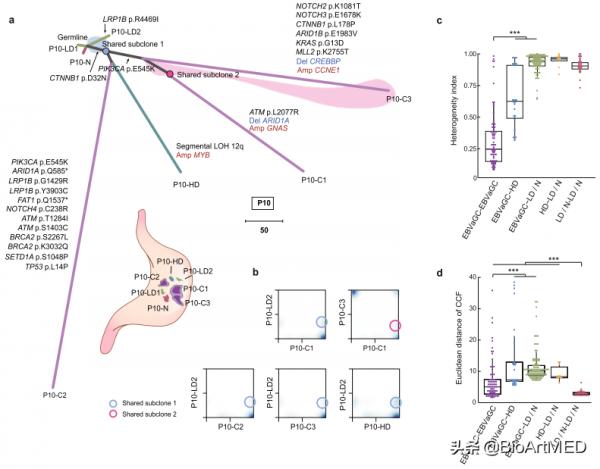 胃癌腫瘤細胞與EB病毒共進化特徵和潛在治療靶點