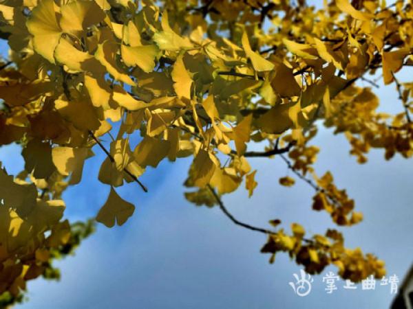 馬龍滿城盡帶黃金甲丨尹路倉/攝 馬龍滿城盡帶黃金甲丨尹路倉/攝