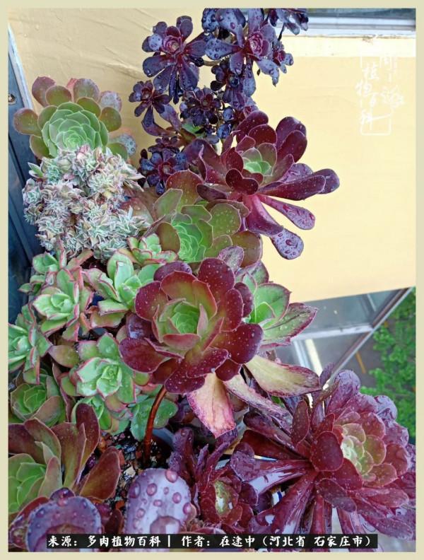 落葉知秋,願你安好 落葉知秋,願你安好