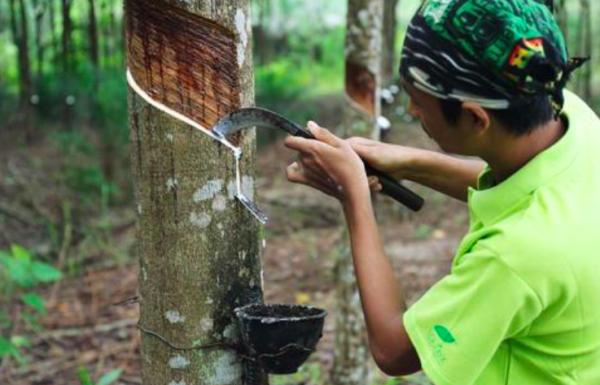 寶馬的迴圈經濟(四)——抵制“無名”橡膠樹 保護53倍的熱帶雨林 寶馬的迴圈經濟(四)——抵制“無名”橡膠樹 保護53倍的熱帶雨林