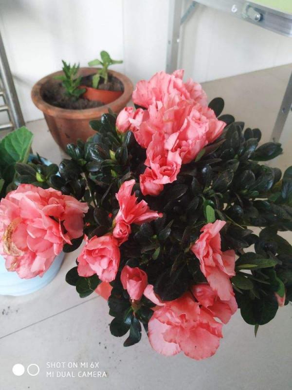 10種花天生“公主病”,真是沒得治,養花大神遇到也頭疼 10種花天生“公主病”,真是沒得治,養花大神遇到也頭疼