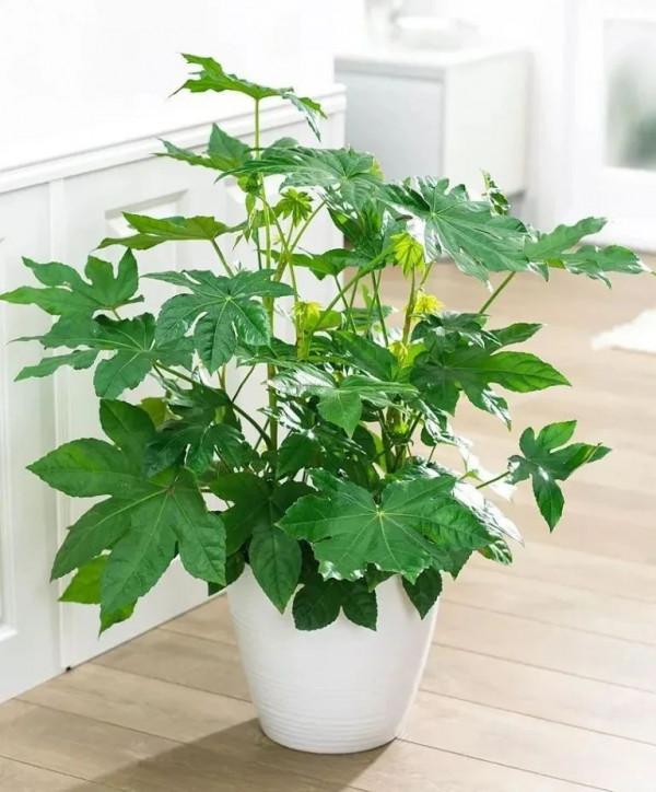 朝東窗臺上少不了的18種盆栽植物,開花植物和觀葉植物任你選 朝東窗臺上少不了的18種盆栽植物,開花植物和觀葉植物任你選