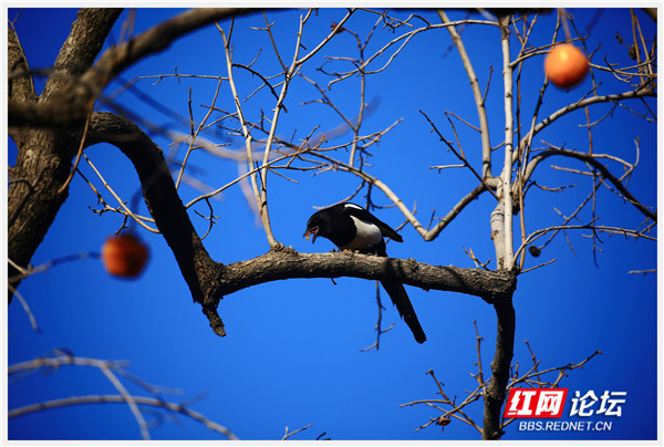 又可以換桌布了,當喜鵲遇到柿子,居然輕鬆解鎖好運上上籤 又可以換桌布了,當喜鵲遇到柿子,居然輕鬆解鎖好運上上籤