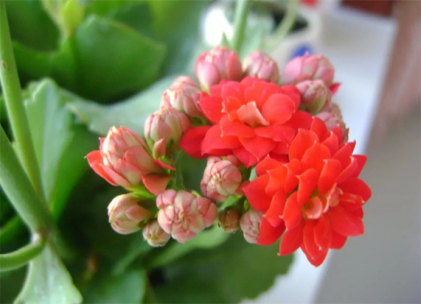 適合長期放在室內的植物,建議選擇10種花,不僅耐陰耐旱,還乾淨 適合長期放在室內的植物,建議選擇10種花,不僅耐陰耐旱,還乾淨