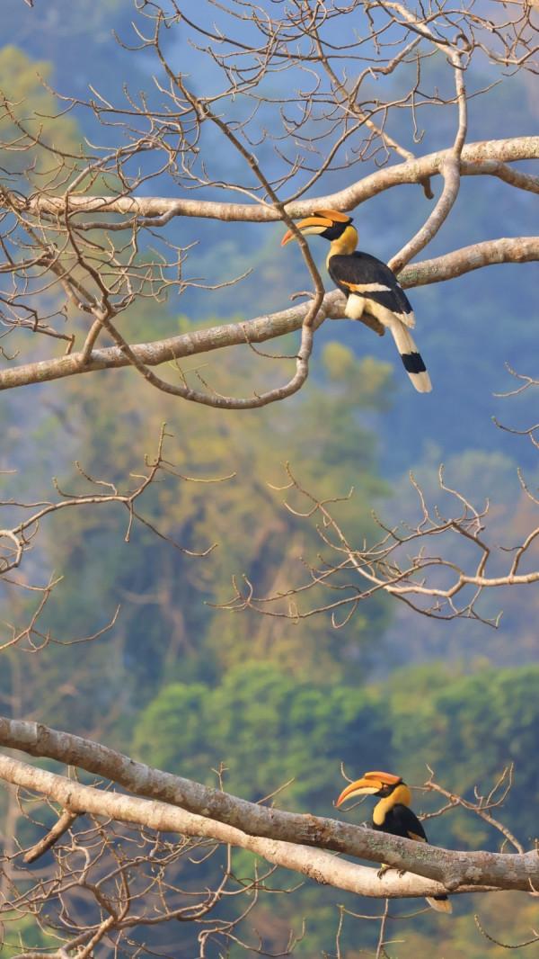 佳能EOS R5尋找密林中的金盔武士 佳能EOS R5尋找密林中的金盔武士