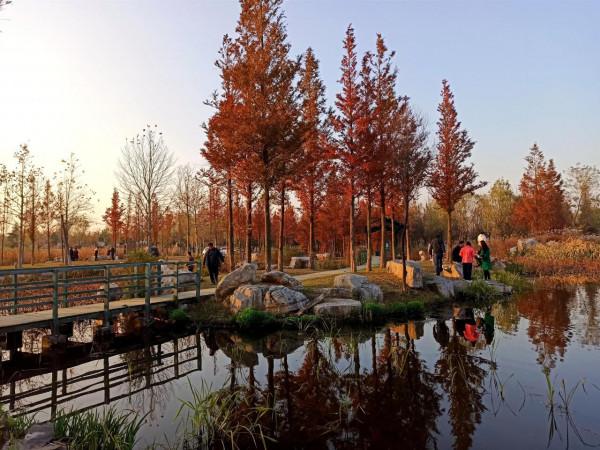 波光瀲灩水杉紅，層林盡染如畫中（之五）