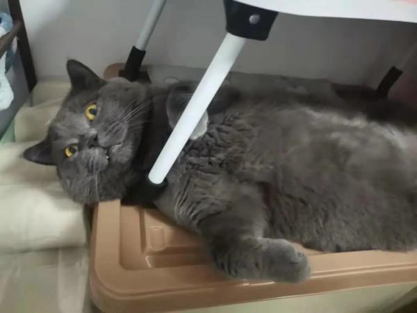 養兩隻性格完全不同的小貓咪，是怎樣的一種體驗？