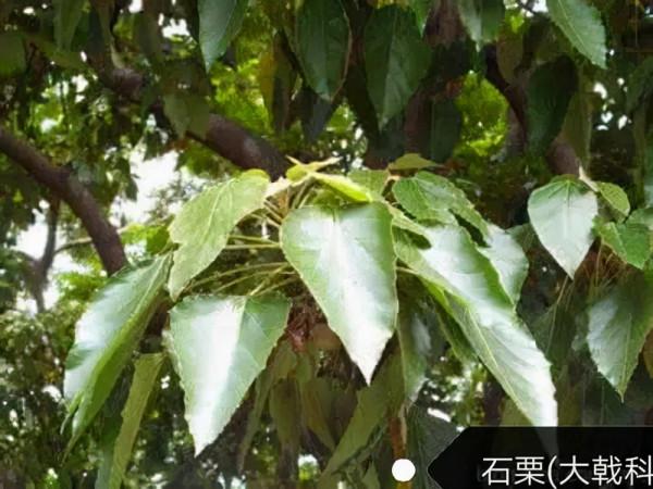 柴油生物新成員—石慄樹植物非試管高效快繁技術快速繁殖石慄樹 柴油生物新成員—石慄樹植物非試管高效快繁技術快速繁殖石慄樹