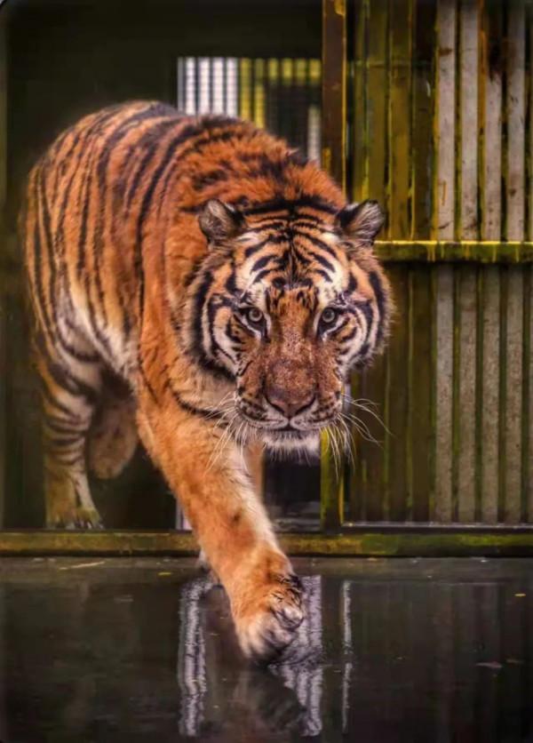 五虎迎春，虎虎生威