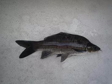 釣到這16種魚要注意!它們很容易看錯,一不小心就惹禍上身 釣到這16種魚要注意!它們很容易看錯,一不小心就惹禍上身