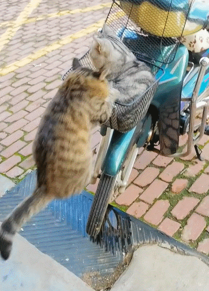 十二星座都適合養什麼貓?看到天蠍座的,不好意思沒忍住笑哈哈哈 十二星座都適合養什麼貓?看到天蠍座的,不好意思沒忍住笑哈哈哈