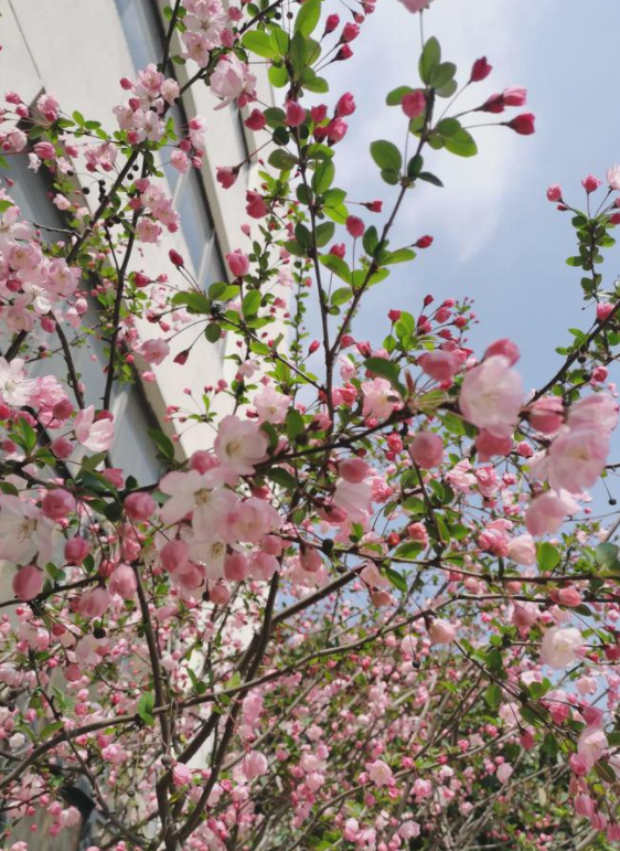 適合庭院種的“四大名貴樹”，經典美麗寓意好，寓意深遠價值高