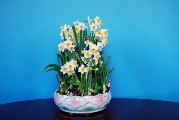 實用分享丨30款年宵花鑑賞，觀花的、賞果的都有…你最喜歡哪個？