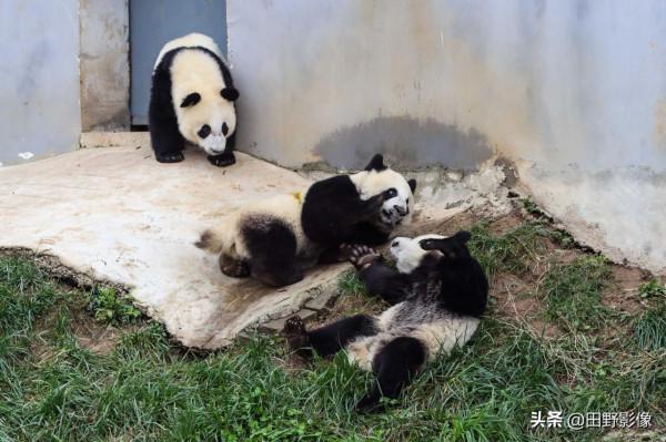 陝西科普新地標 秦嶺四寶科學公園