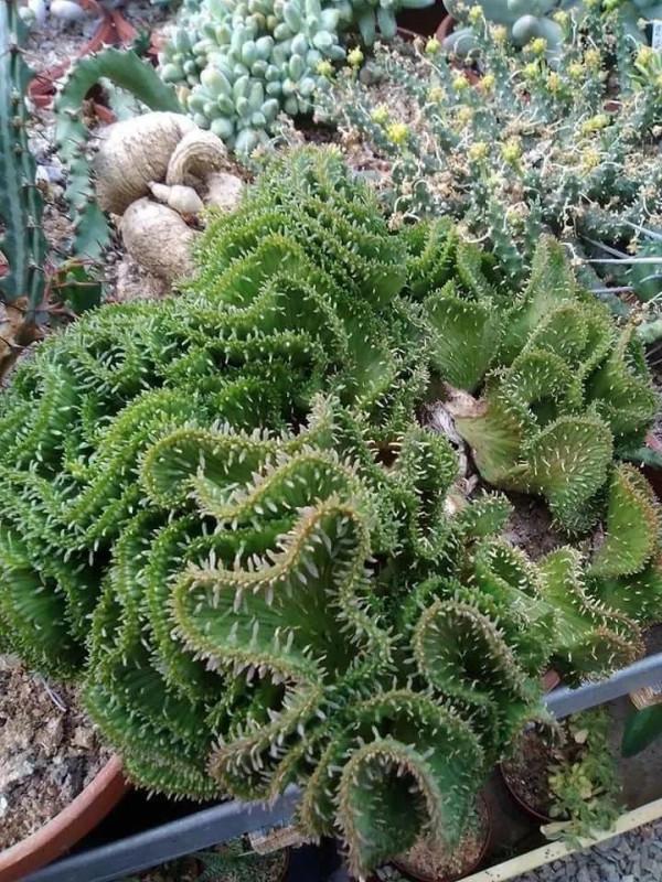 多肉走一波,見證奇妙大自然 多肉走一波,見證奇妙大自然