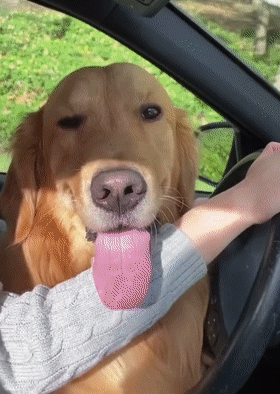 我養的不是狗,是隻502膠水 我養的不是狗,是隻502膠水