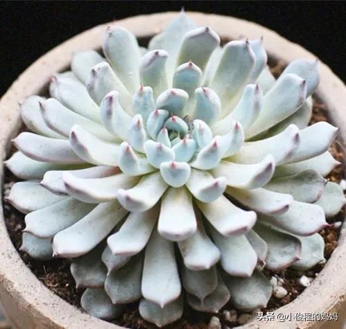 分享——石蓮花