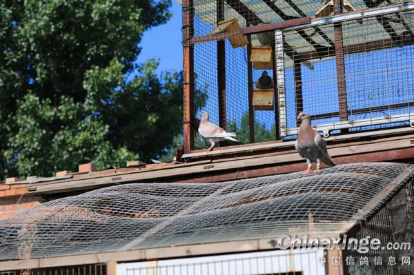 幼鴿專職保姆員