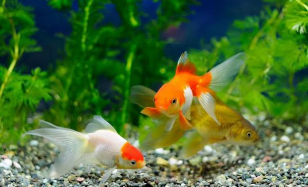 養金魚的水要加鹽嗎